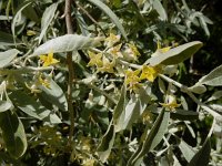 Elaeagnus angustifolia 16, Saxifraga-Ed Stikvoort