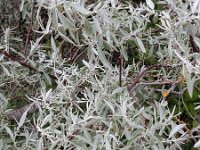 Elaeagnus angustifolia 18, Saxifraga-Ed Stikvoort