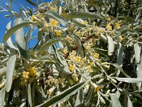 Elaeagnus angustifolia 19, Saxifraga-Ed Stikvoort