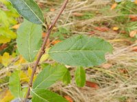 Elaeagnus angustifolia 7, Saxifraga-Rutger Barendse