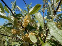 Elaeagnus umbellata 2, Schermolijfwilg, Saxifraga-Ed Stikvoort