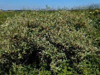 Elaeagnus umbellata 3, Schermolijfwilg, Saxifraga-Ed Stikvoort