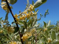 Elaeagnus umbellata 6, Schermolijfwilg, Saxifraga-Ed Stikvoort