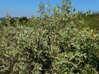 Elaeagnus umbellata 7, Schermolijfwilg, Saxifraga-Ed Stikvoort