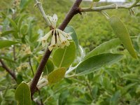 Elaeagnus umbellata 8, Schermolijfwilg, Saxifraga-Ed Stikvoort