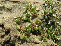 Elatine hexandra 4, Gesteeld glaskroos, Saxifraga-Jasenka Topic