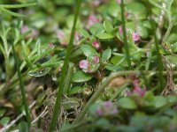 Elatine hexandra 8, Gesteeld glaskroos, Saxifraga-Rutger Barendse