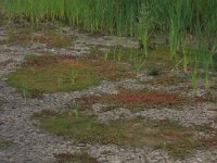 Eleocharis acicularis 6, Naaldwaterbies, Saxifraga-Hans Boll