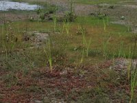 Eleocharis acicularis 9, Naaldwaterbies, Saxifraga-Hans Boll