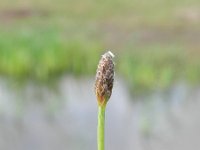 Eleocharis engelmannii 6, Saxifraga-Rutger Barendse