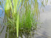 Eleocharis engelmannii 7, Saxifraga-Rutger Barendse