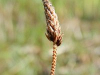 Eleocharis engelmannii 8, Saxifraga-Rutger Barendse