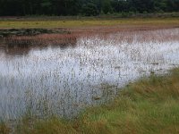 Eleocharis multicaulis 11, Veelstengelige waterbies, Saxifraga-Hans Boll