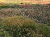 Eleocharis multicaulis 15, Veelstengelige waterbies, Saxifraga-Hans Boll