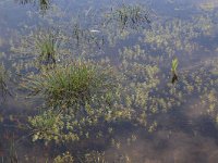 Eleocharis multicaulis 17, Veelstengelige waterbies, Saxifraga-Hans Boll