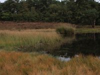 Eleocharis multicaulis 18, Veelstengelige waterbies, Saxifraga-Hans Boll