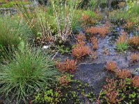 Eleocharis multicaulis 21, Veelstengelige waterbies, Saxifraga-Hans Boll