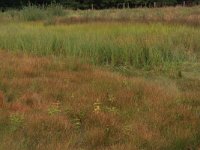 Eleocharis multicaulis 22, Veelstengelige waterbies, Saxifraga-Hans Boll