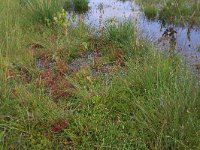 Eleocharis multicaulis 24, Veelstengelige waterbies, Saxifraga-Hans Boll