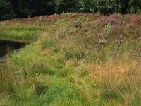 Eleocharis multicaulis 25, Veelstengelige waterbies, Saxifraga-Hans Boll