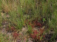 Eleocharis multicaulis 26, Veelstengelige waterbies, Saxifraga-Hans Boll