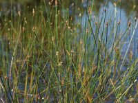 Eleocharis multicaulis 3, Veelstengelige waterbies, Saxifraga-Willem van Kruijsbergen