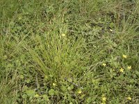 Eleocharis multicaulis 32, Veelstengelige waterbies, Saxifraga-Willem van Kruijsbergen