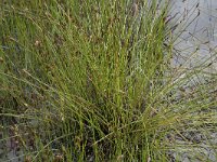 Eleocharis multicaulis 33, Veelstengelige waterbies, Saxifraga-Willem van Kruijsbergen