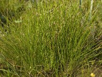 Eleocharis multicaulis 4, Veelstengelige waterbies, Saxifraga-Willem van Kruijsbergen