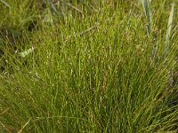 Eleocharis multicaulis 5, Veelstengelige waterbies, Saxifraga-Willem van Kruijsbergen