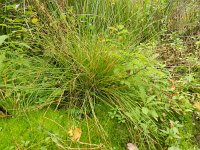 Eleocharis multicaulis 7, Veelstengelige waterbies, Saxifraga-Rutger Barendse