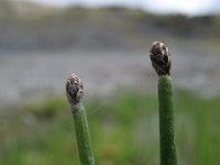 Eleocharis obtusa 2, Saxifraga-Rutger Barendse