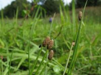 Eleocharis ovata 3, Eivormige waterbies, Saxifraga-Rutger Barendse