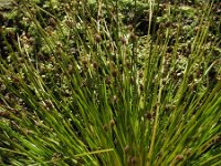 Eleocharis ovata 4, Eivormige waterbies, Saxifraga-Rutger Barendse