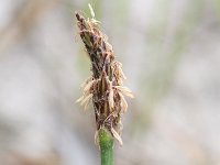 Eleocharis palustris 13, Gewone waterbies, Saxifraga-Rutger Barendse