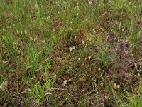 Eleocharis palustris 22, Gewone waterbies, Saxifraga-Hans Boll