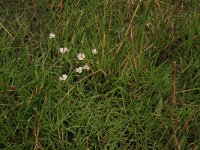 Eleocharis palustris 26, Gewone waterbies, Saxifraga-Hans Boll