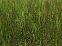 Eleocharis palustris 28, Gewone waterbies, Saxifraga-Hans Boll