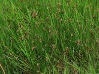 Eleocharis palustris 30, Gewone waterbies, Saxifraga-Hans Boll