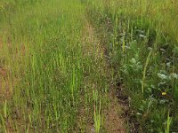 Eleocharis palustris 31, Gewone waterbies, Saxifraga-Hans Boll