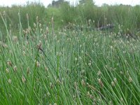 Eleocharis palustris 40, Gewone waterbies, Saxifraga-Jelle van Dijk