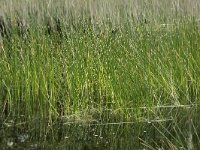 Eleocharis palustris 41, Gewone waterbies, Saxifraga-Willem van Kruijsbergen