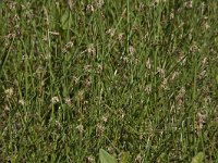 Eleocharis palustris 43, Gewone waterbies, Saxifraga-Willem van Kruijsbergen