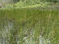 Eleocharis palustris 44, Gewone waterbies, Saxifraga-Willem van Kruijsbergen