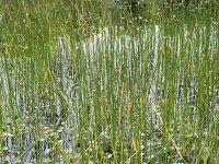 Eleocharis palustris 45, Gewone waterbies, Saxifraga-Willem van Kruijsbergen