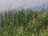 Eleocharis palustris 6, Gewone waterbies,  Saxifraga-Peter Meininger