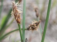 Eleocharis palustris 7, Gewone waterbies, Saxifraga-Rutger Barendse