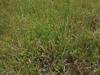 Eleocharis quinqueflora 10, Armbloemige waterbies, Saxifraga-Hans Boll