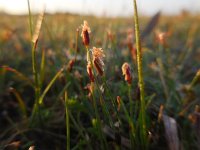 Eleocharis quinqueflora 18, Armbloemige waterbies, Saxifraga-Ed Stikvoort