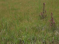 Eleocharis quinqueflora 8, Armbloemige waterbies, Saxifraga-Hans Boll